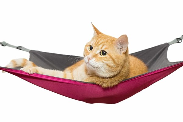 Les hamacs pour chats sont-ils bénéfiques pour leur confort ?